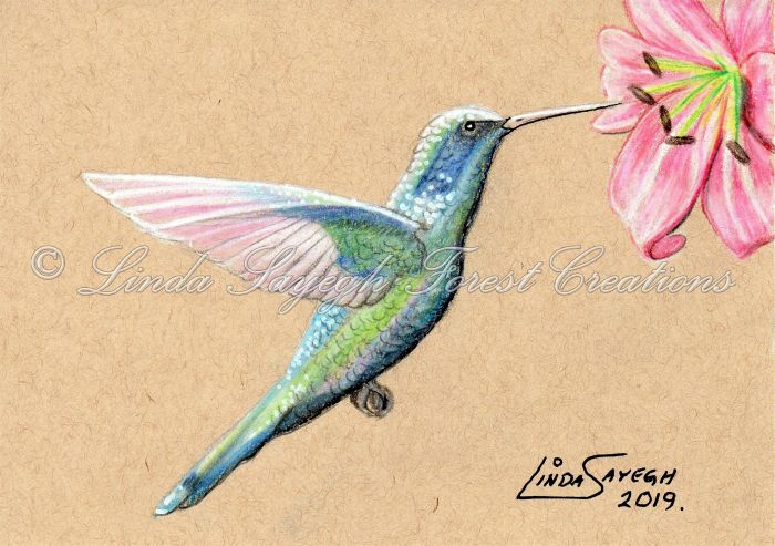 Hummingbird by Linda Sayegh